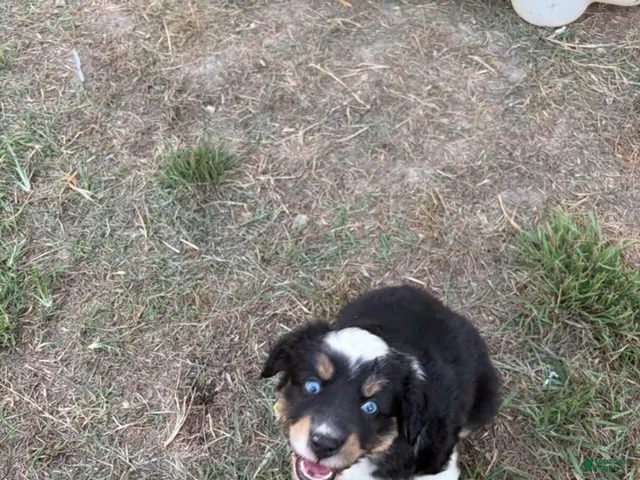 Miniature Australian Shepherd dogs for sale: Flapper - Ad 20