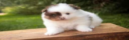 Pomeranian dogs for sale: Kibbles Pomeranian  - Ad 5