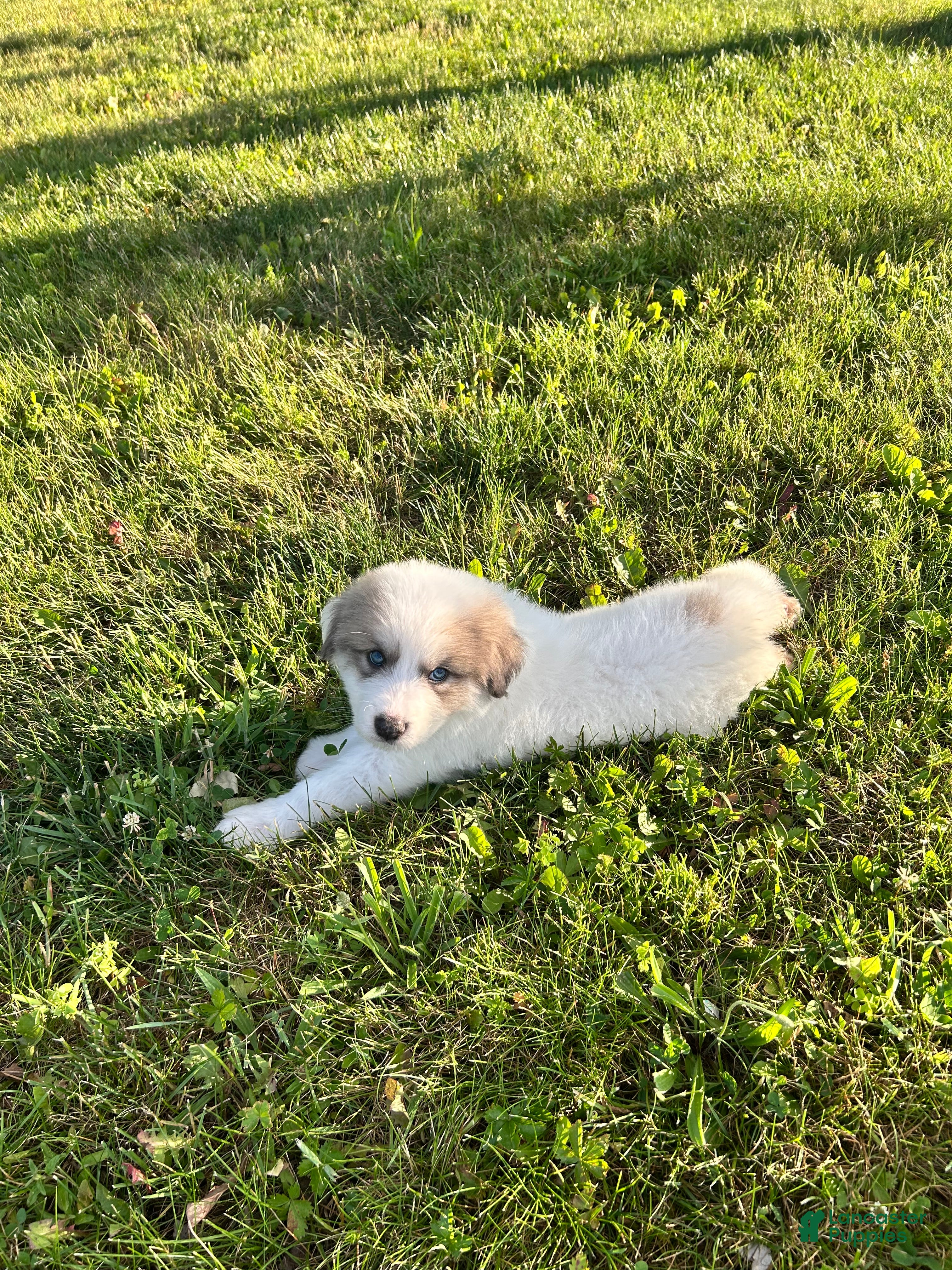 Great Pyrenees dogs Zeus  - Ad 2