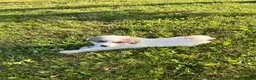 Great Pyrenees dogs for sale: Zeus  - Ad 2