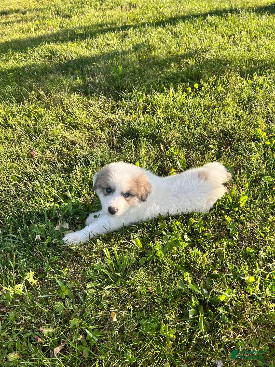 Great Pyrenees dogs for sale: Zeus  - Ad 2