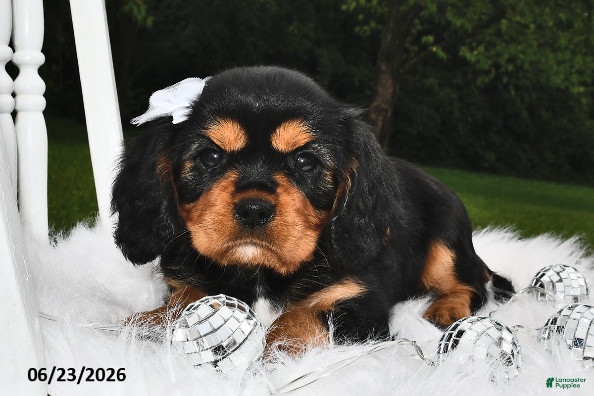 Beaglier dogs Candy - Ad 2