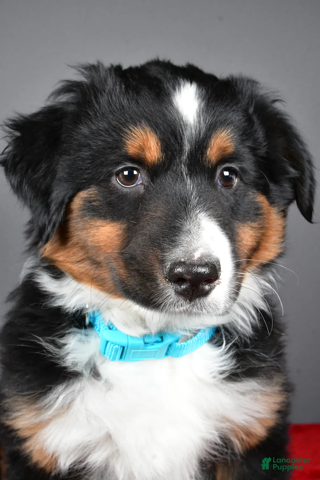 Miniature Australian Shepherd dogs for sale: Harvey - Ad 2