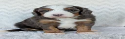 Mini Bernedoodle dogs for sale: Mini Louie  - Ad 6
