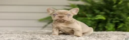 French Bulldog dogs for sale: Anne - Isabella - Ad 3