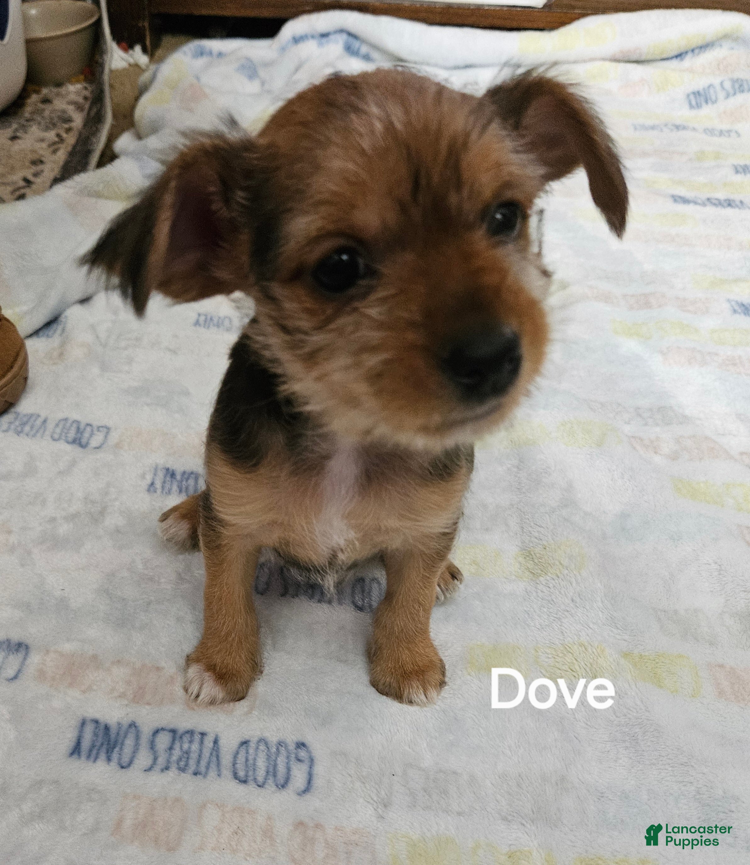Chorkie dogs Dove - Ad 1