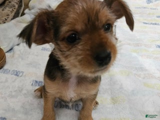 Chorkie dogs Dove - Ad 2