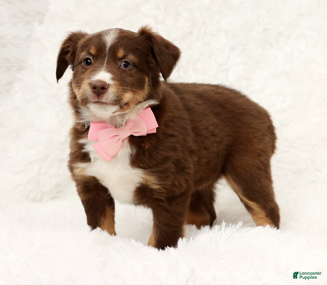 Australian Shepherd dogs for sale: Jackie - Ad 7