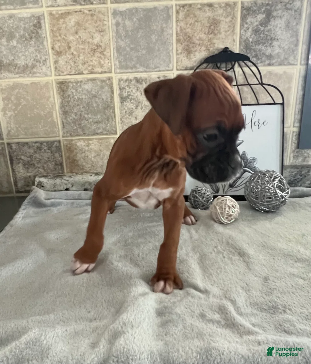 Boxer dogs for sale: Lindsay - Ad 3