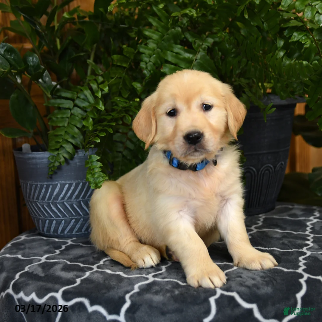 Golden Retriever dogs for sale: Haley - Ad 2