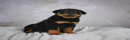 Rottweiler dogs for sale: Monarch - Ad 6