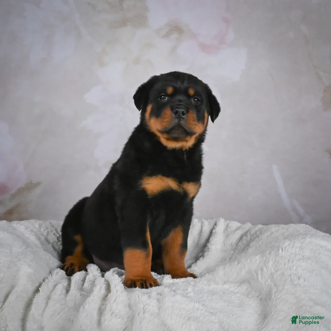 Rottweiler dogs for sale: Monarch - Ad 6