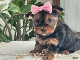 Yorkshire Terrier dogs Princess - Ad 6