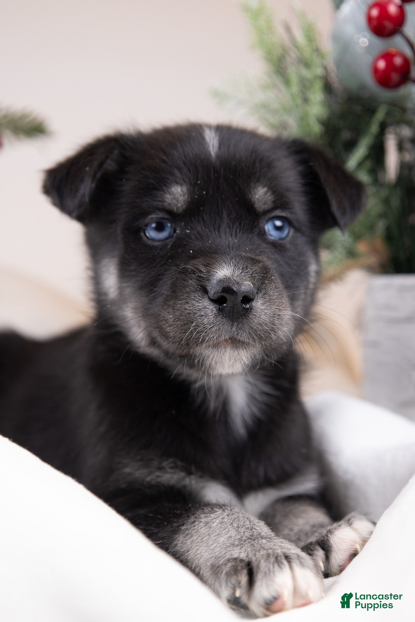 Goberian dogs Lumi - Ad 13