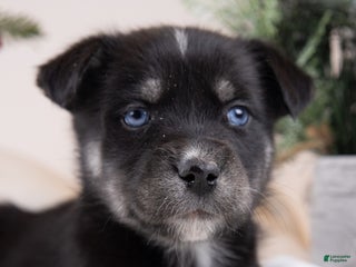 Goberian dogs Lumi - Ad 13