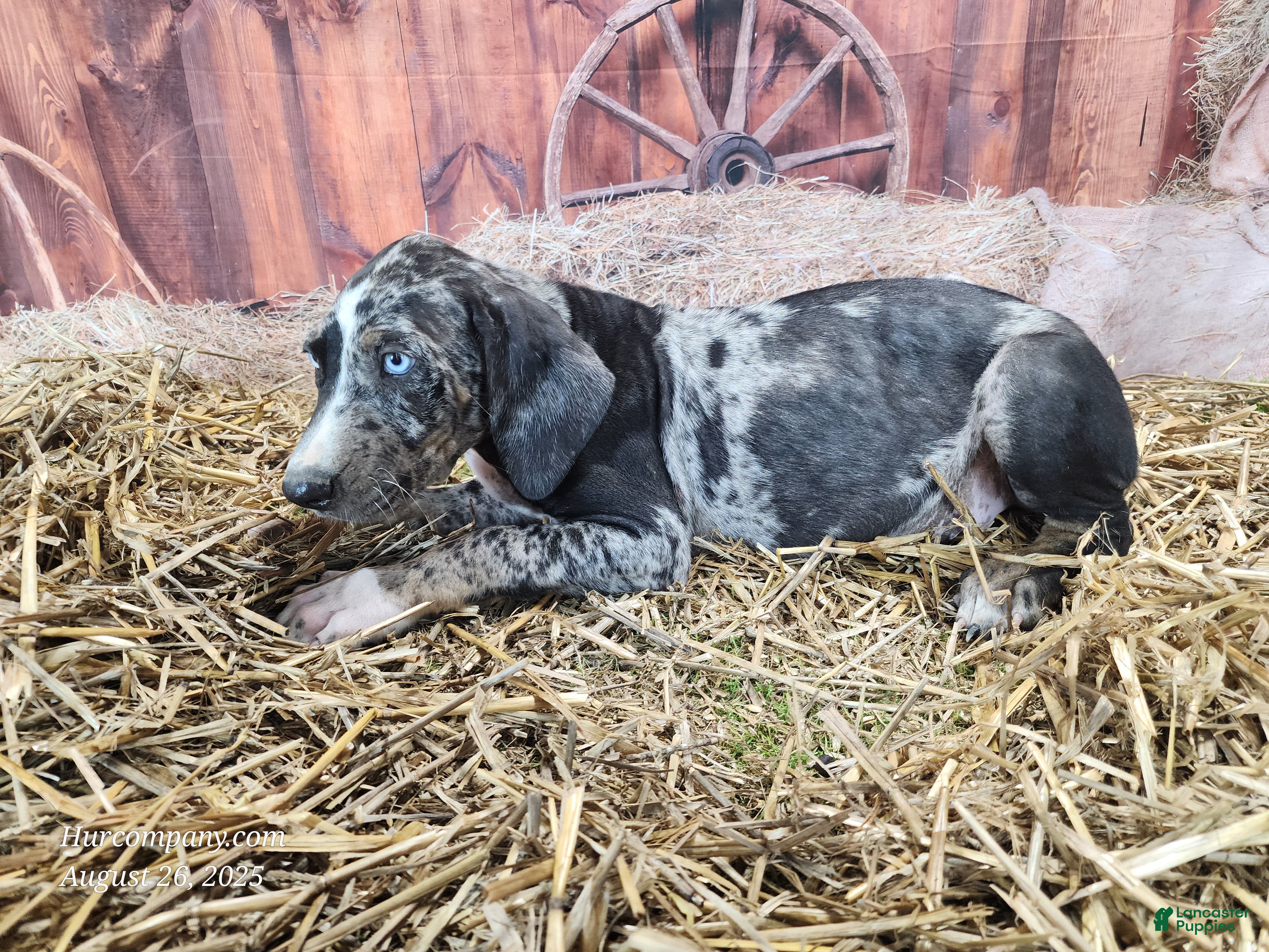 American Leopard Brindle July Hounds Catahoula Leopard Dogs 101 2025
