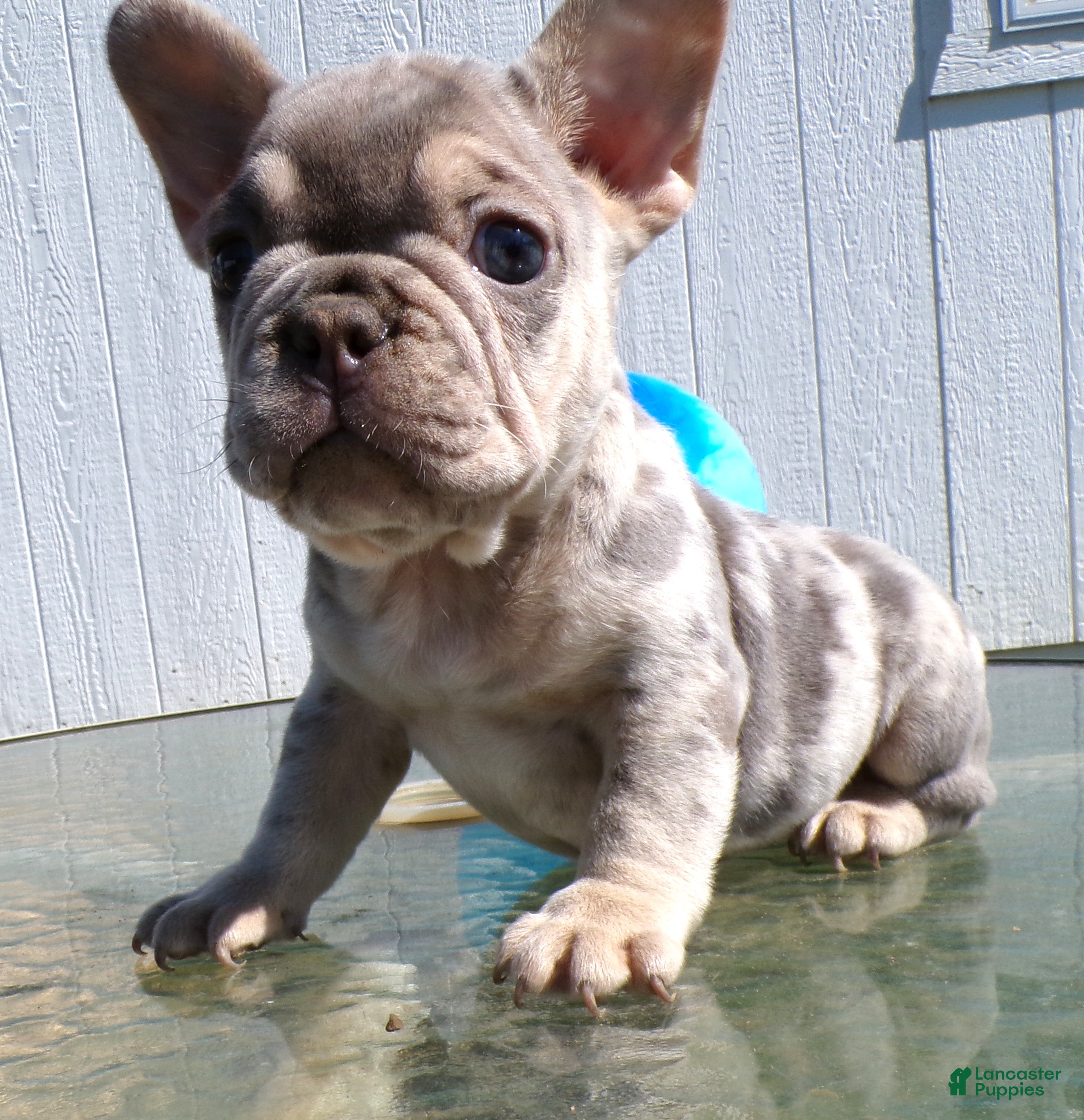 French Bulldog dogs French Bulldog Puppy 3 Rachelle - Ad 4