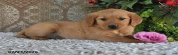 Golden Retriever dogs for sale: Jasmine - Ad 5
