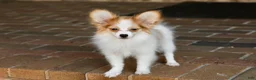 Papillon dogs for sale: Nerf - Ad 14