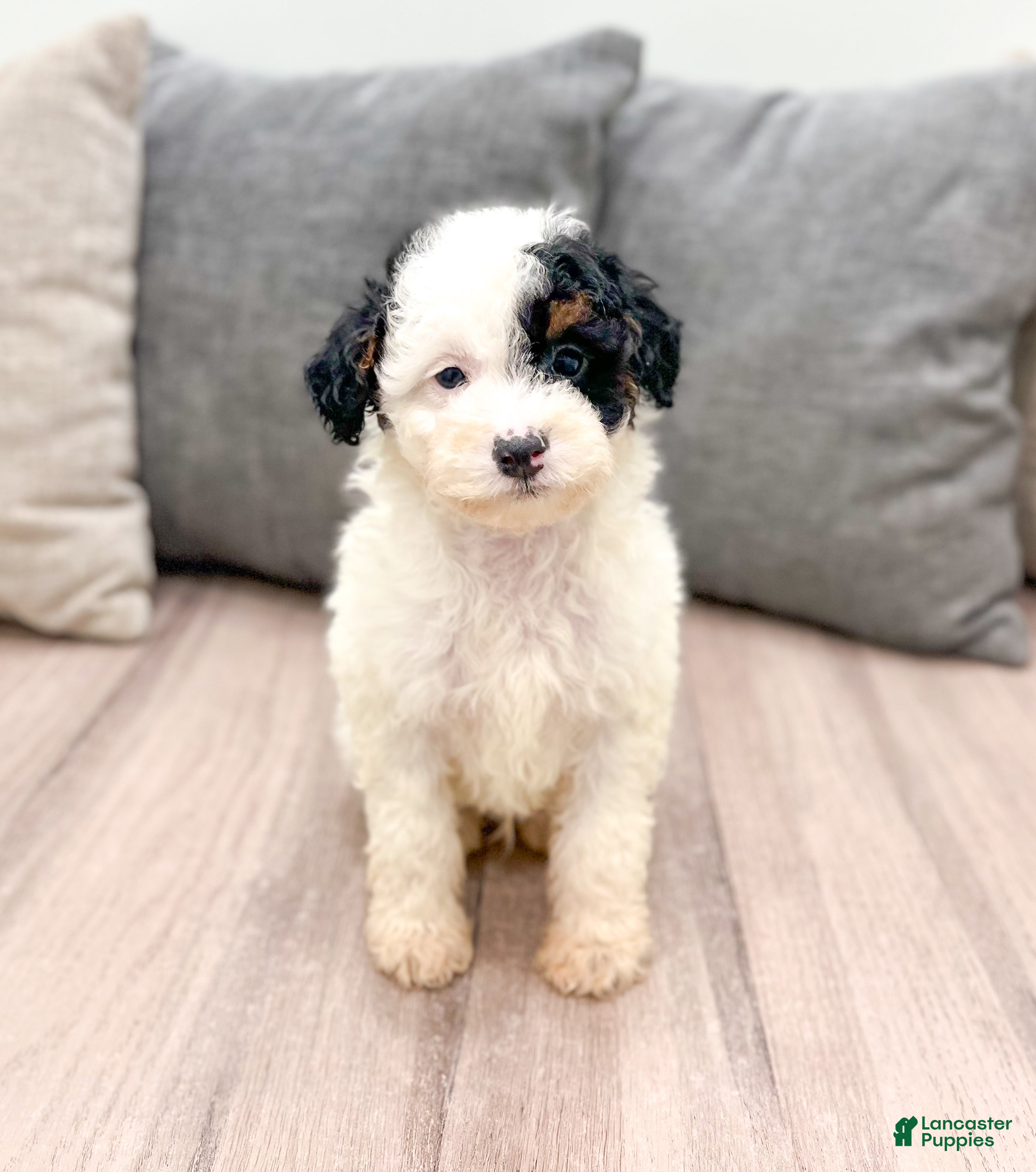 Miniature Poodle dogs Oreo - Ad 23