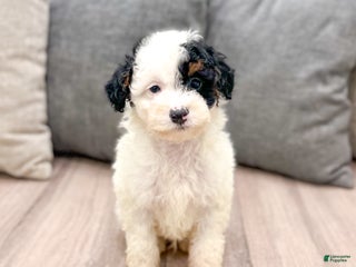 Miniature Poodle dogs Oreo - Ad 17