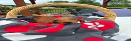Miniature Dachshund dogs for sale: Bob - Ad 2