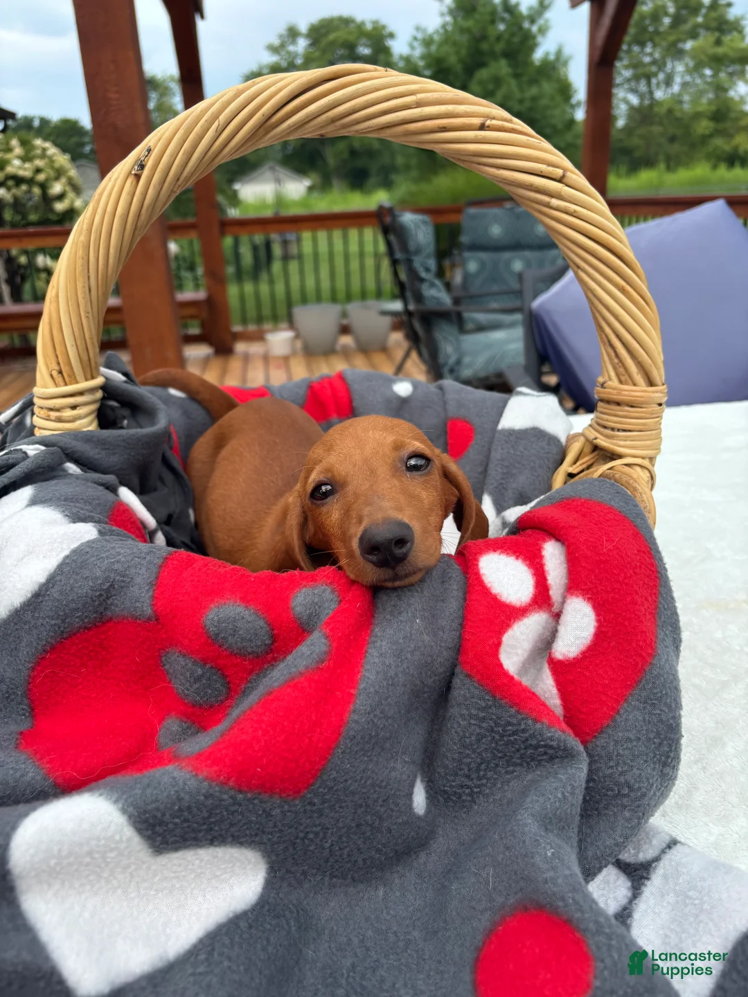 Miniature Dachshund dogs for sale: Bob - Ad 2
