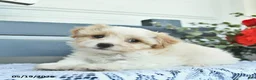 Havanese dogs for sale: Darwin  - Ad 4