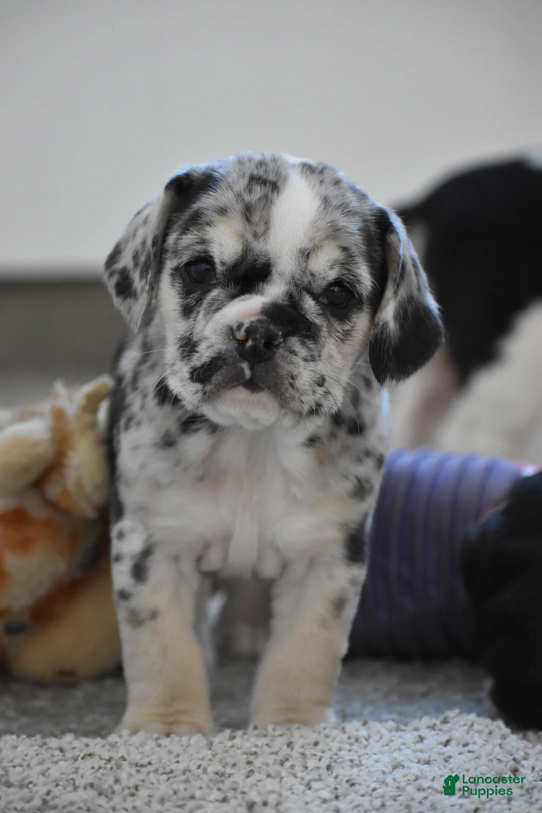 Beabull dogs for sale: Destiny - Ad 14