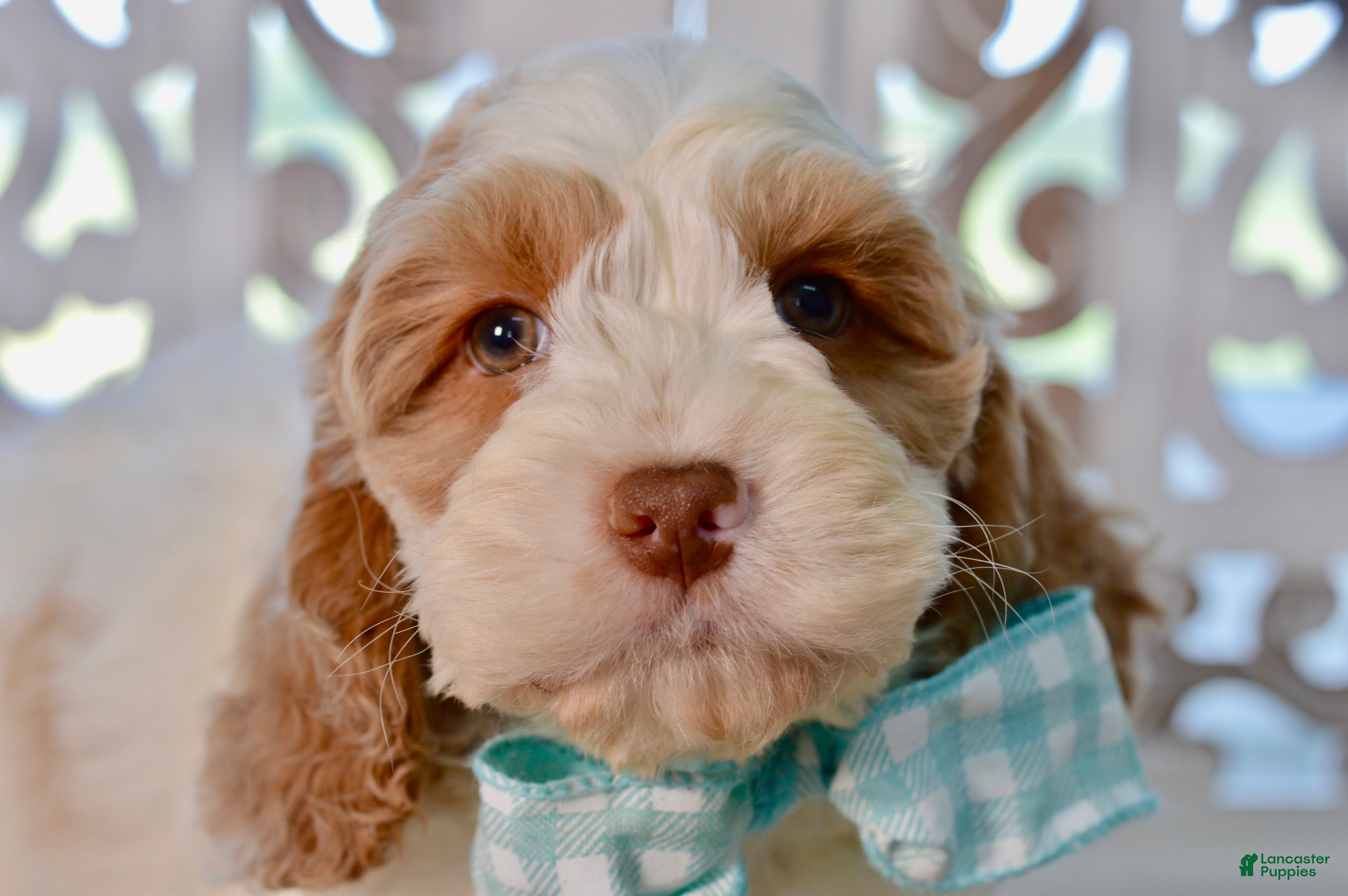 Cockapoo dogs Charles - Ad 1