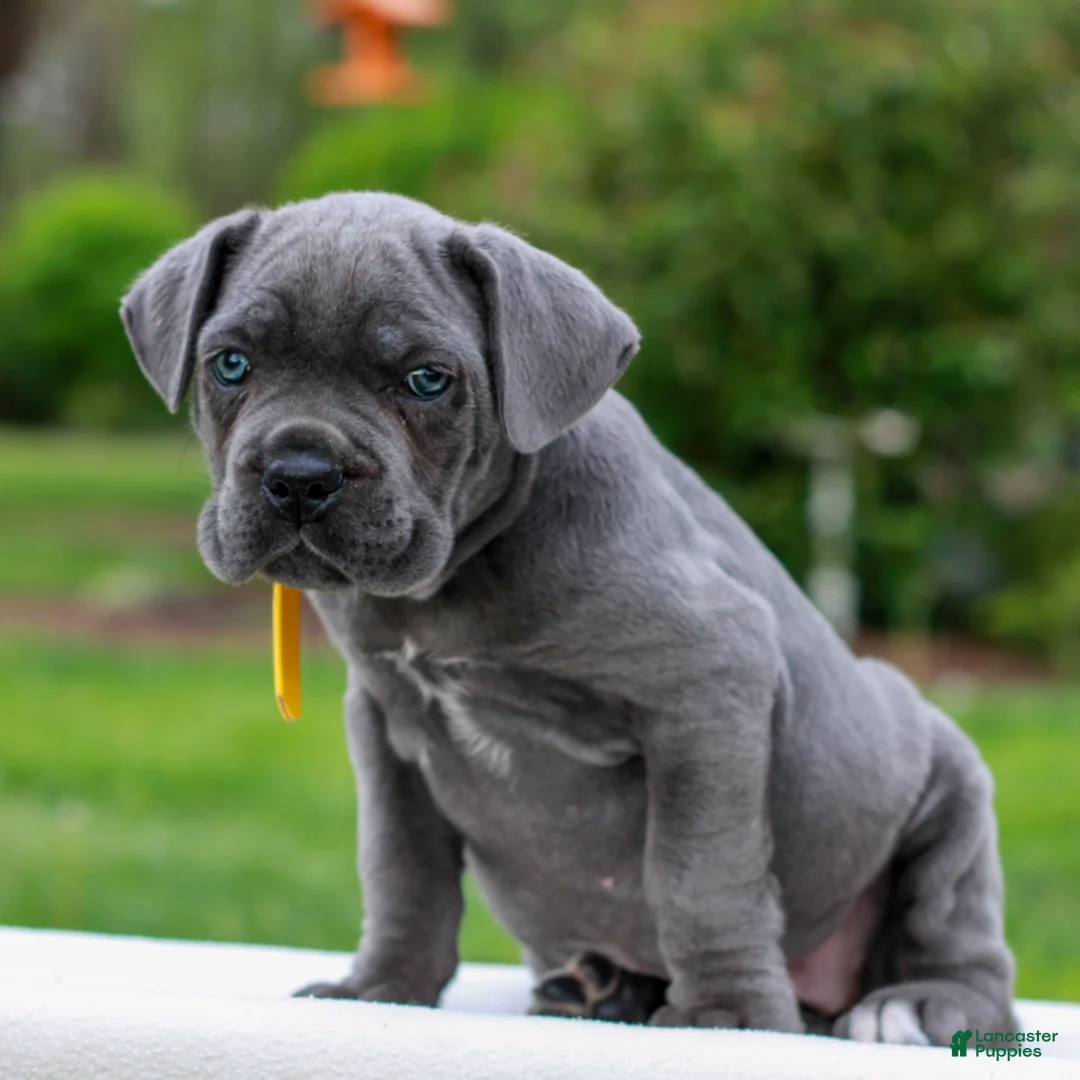 Cane Corso dogs for sale: Fallon  - Ad 2