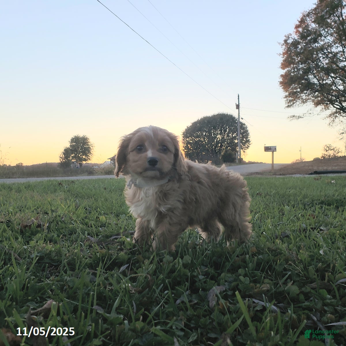 Cavapoo dogs Brooke - Ad 26