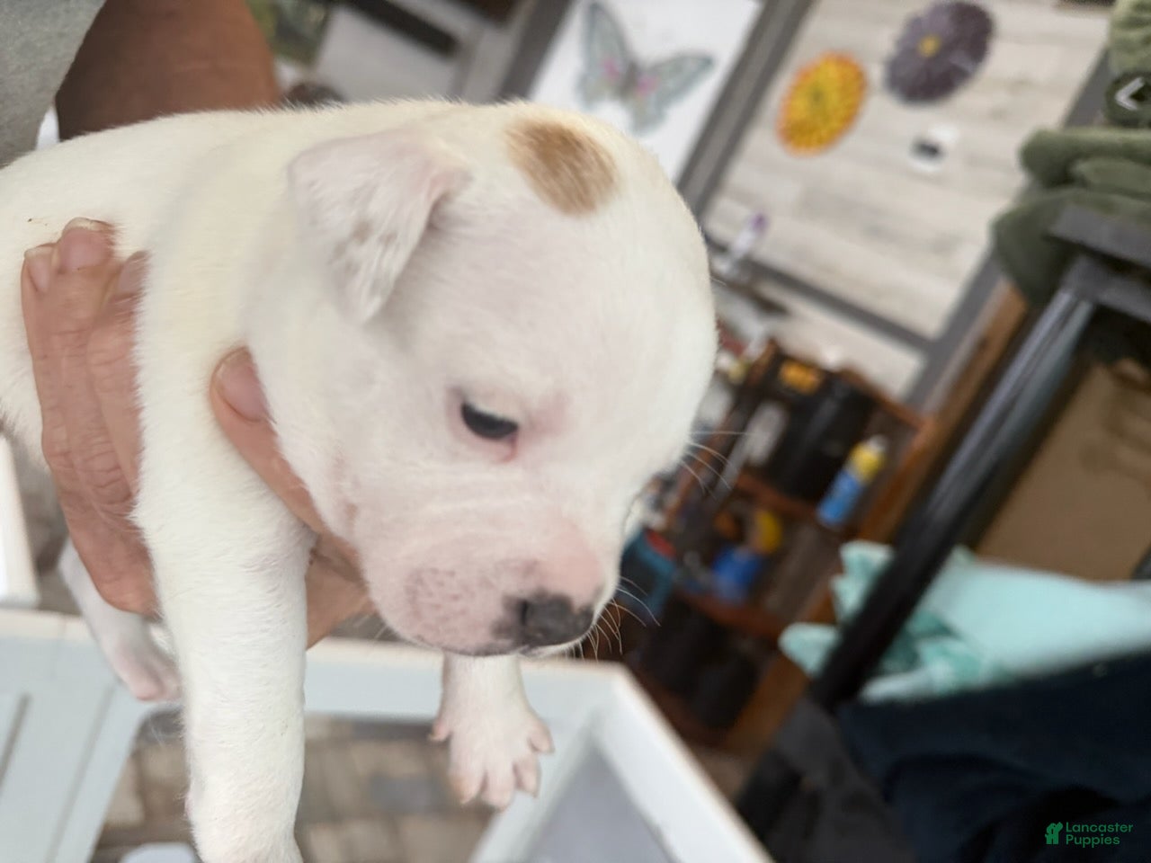 Staffordshire Bull Terrier dogs Cotton - Ad 1
