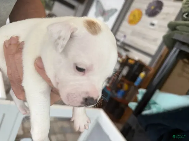 Staffordshire Bull Terrier dogs for sale: Cotton - Ad 1