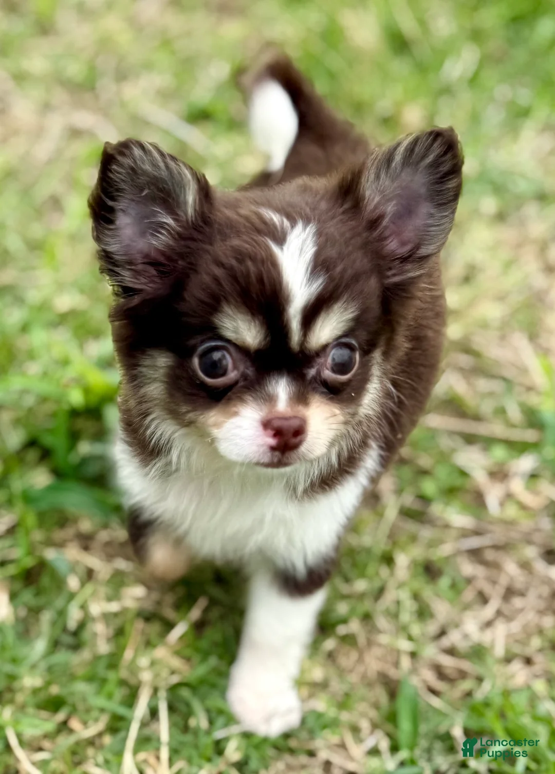 Chihuahua dogs for sale: Prince  - Ad 1