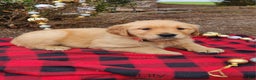 Golden Retriever dogs for sale: Lily - Ad 2