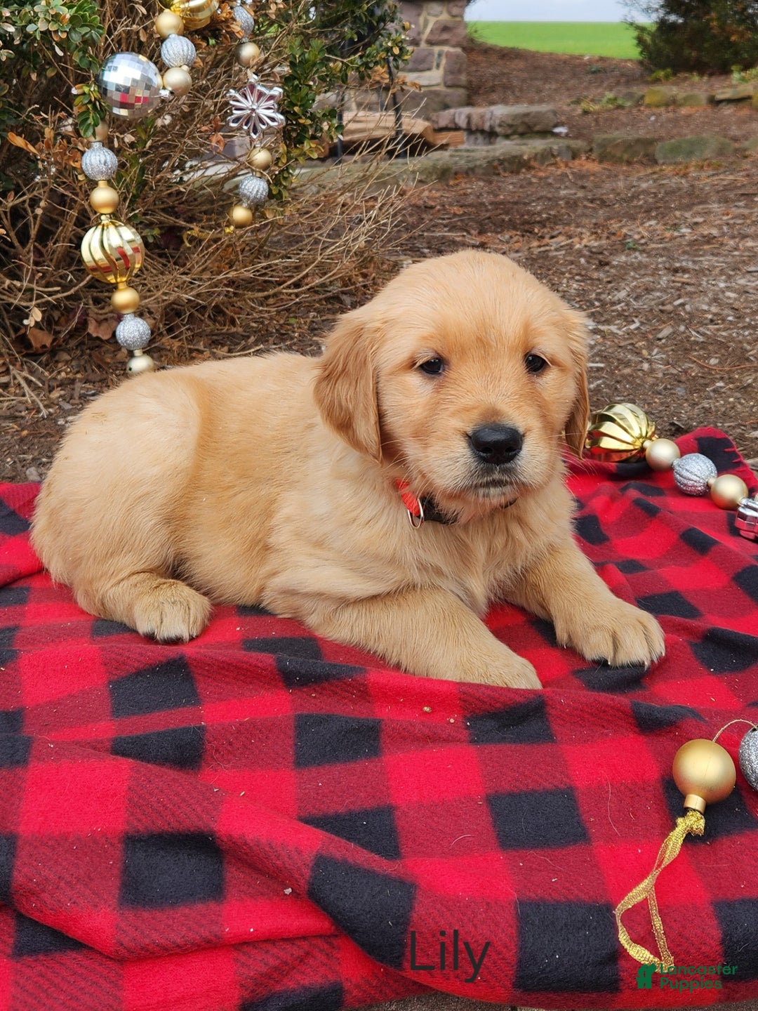 Golden Retriever dogs for sale: Lily - Ad 2