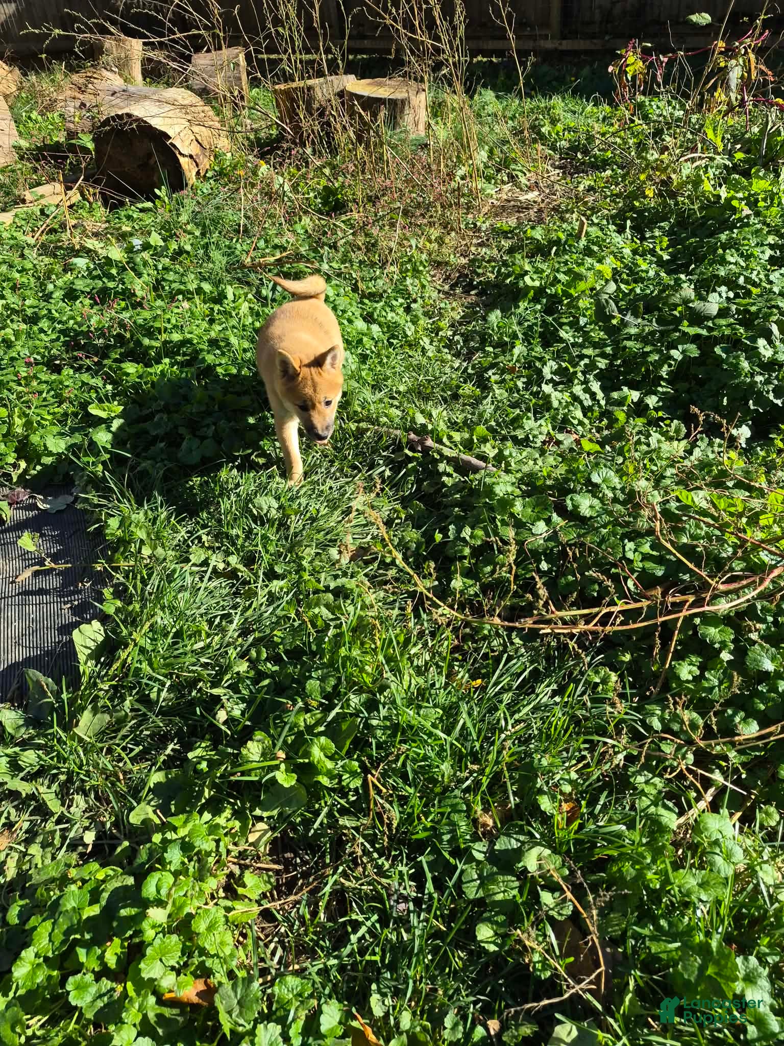 Shiba Inu dogs for sale: Shrimp - Ad 2