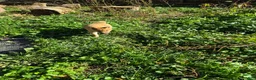 Shiba Inu dogs for sale: Shrimp - Ad 2