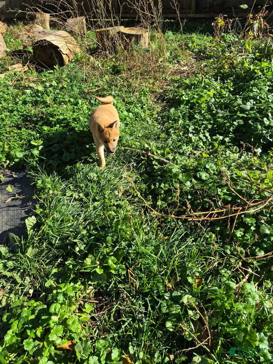 Shiba Inu dogs for sale: Shrimp - Ad 2