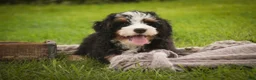 Mini Bernedoodle dogs for sale: Mooney Mini Bernedoodle  - Ad 16
