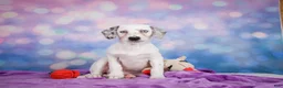 Mixed Breed dogs for sale: Lizzy - Ad 7