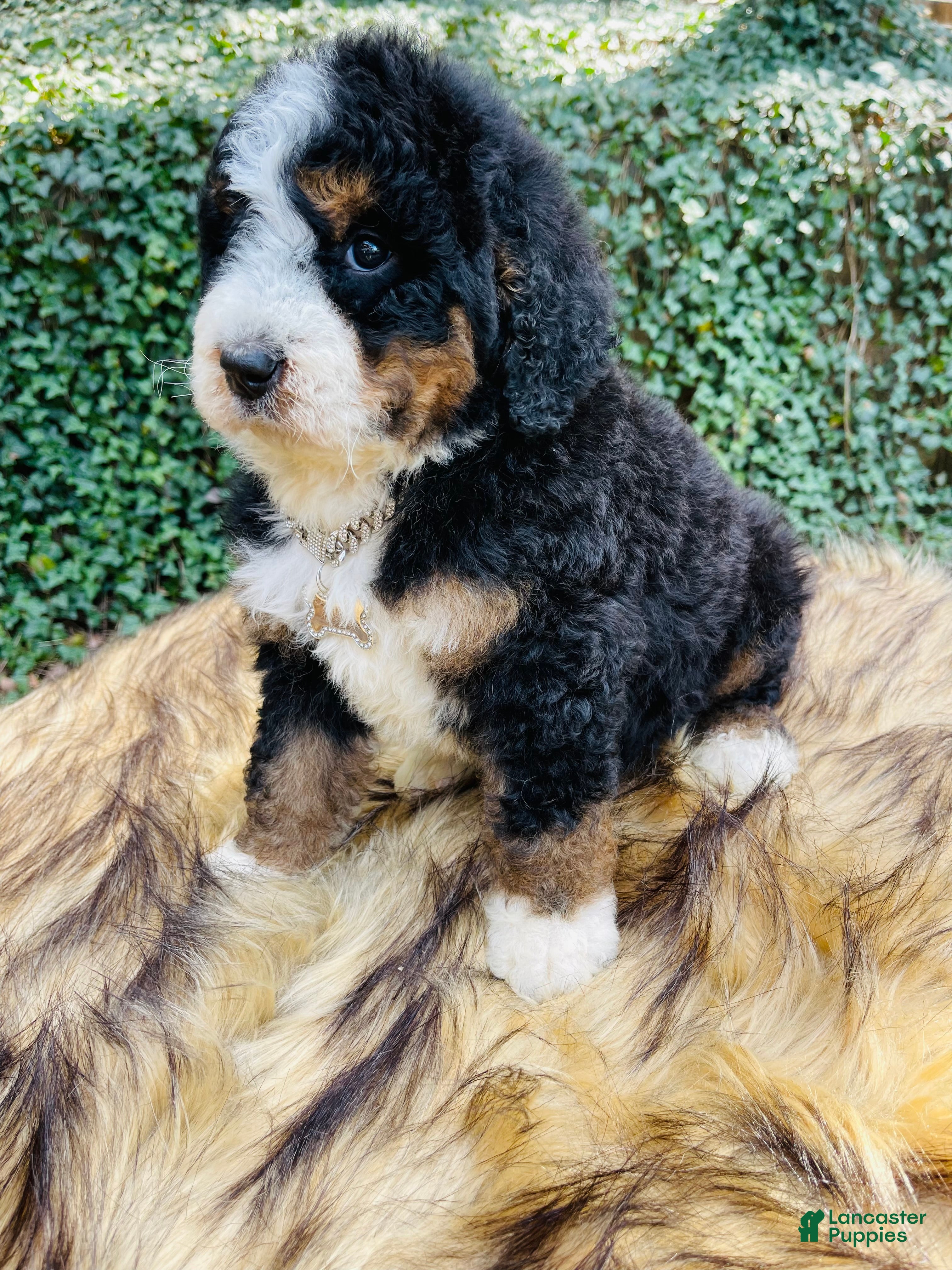 Bernedoodle dogs Bernedoodle  - Ad 28
