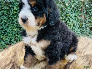 Bernedoodle dogs Bernedoodle - Ad 28