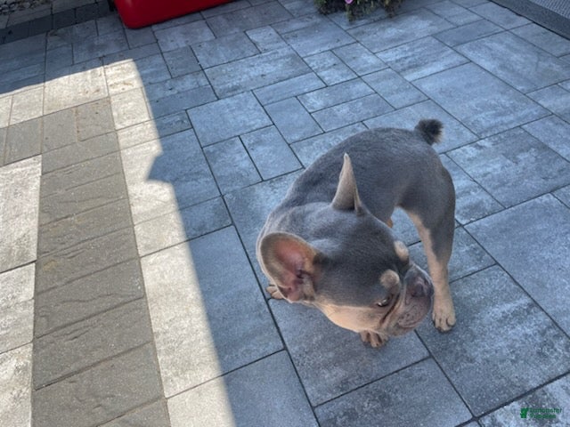 French Bulldog dogs Boy  - Ad 2