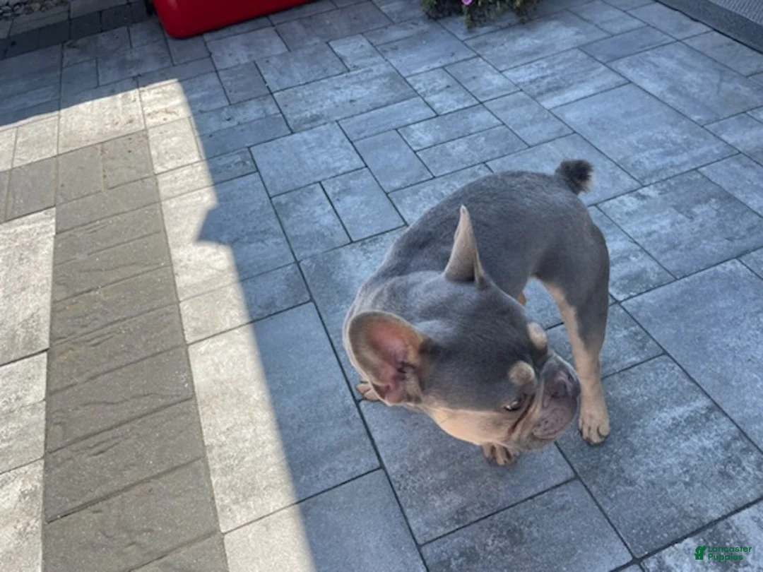 French Bulldog dogs for sale: Boy  - Ad 2