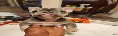 French Bulldog 6 exotic 