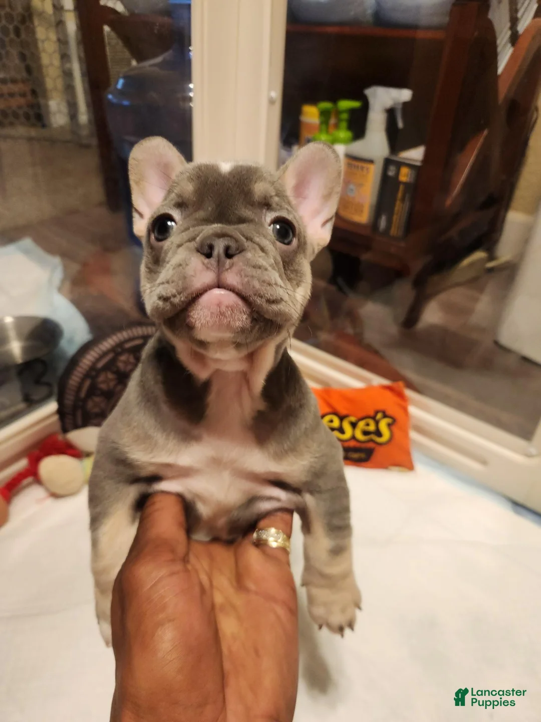 French Bulldog dogs for sale: French Bulldog 6 exotic  - Ad 1