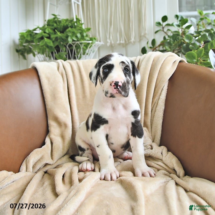Great Dane dogs Bella   - Ad 2