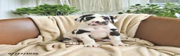 Great Dane dogs for sale: Bella   - Ad 2
